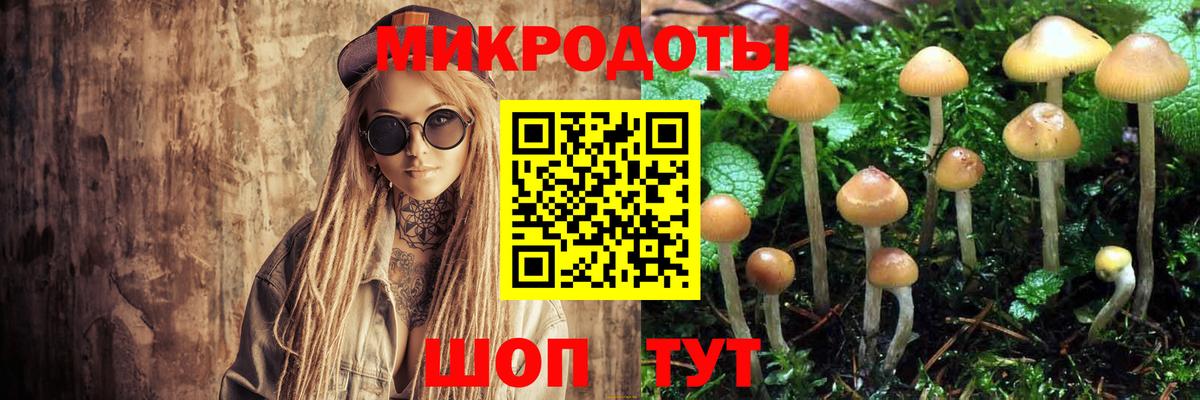 Сибай  Псилоцибиновые грибы прущие грибы  Вход с VPN  Галлюциногенные грибы Psilocybe 